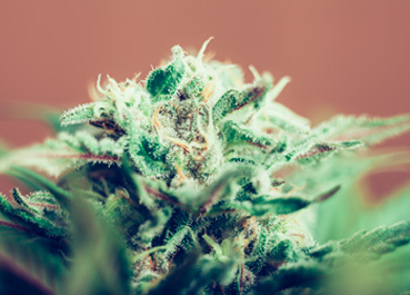 The latest #chemjobs frontier: medical marijuana testing?